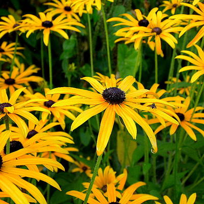 Zonnehoed - Rudbeckia fulgida var. sullivantii 'Goldsturm'