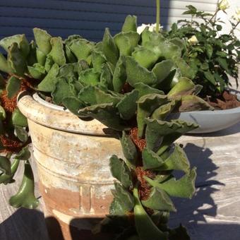 Adromischus cristatus