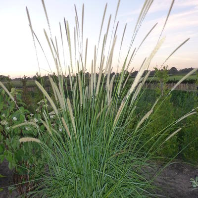 Lampenpoetsersgras - Pennisetum macrourum