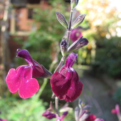 Salie - Salvia 'Nachtvlinder'