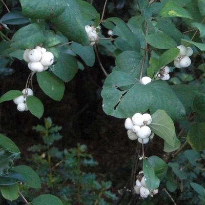 Sneeuwbes/Klapbes - Symphoricarpos albus