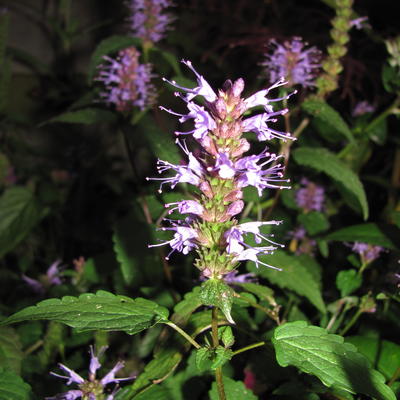 Dropplant - Agastache rugosa 'After Eight'