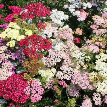 Achillea millefolium 'Colorado'