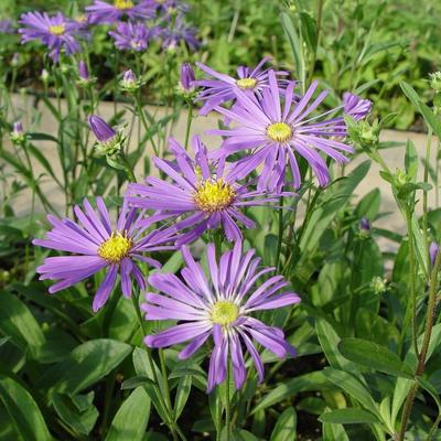 Bergaster - Aster amellus 'Veilchenkönigin'