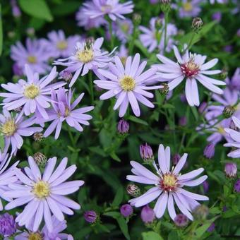 Aster cordifolius 'Little Carlow'