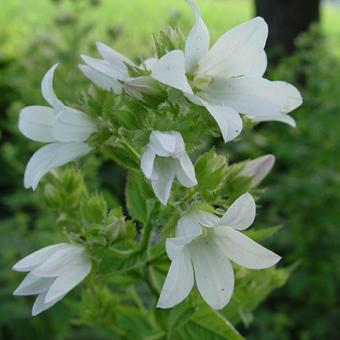 Campanula lactiflora 'Alba'