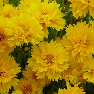 Meisjesogen - Coreopsis grandiflora 'Sunray'