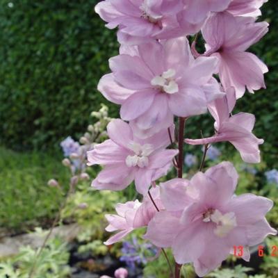 Ridderspoor - Delphinium 'Astolat'