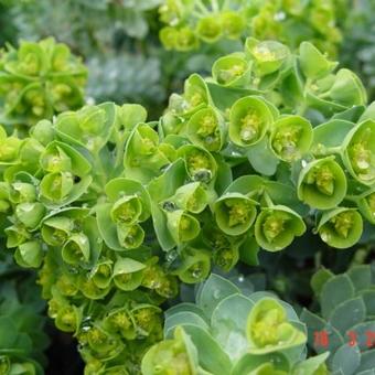 Euphorbia myrsinites