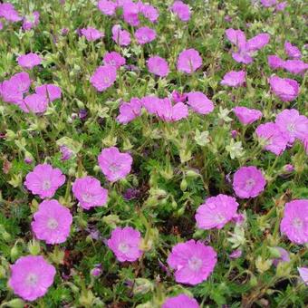 Geranium sanguineum 'Max Frei'