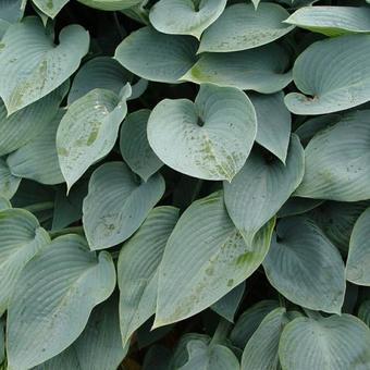 Hosta 'Halcyon'