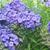 Phlox paniculata 'Blue Paradise'