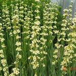 Sisyrinchium striatum - Bieslelie / blauwogengras