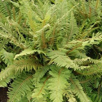 Polystichum setiferum