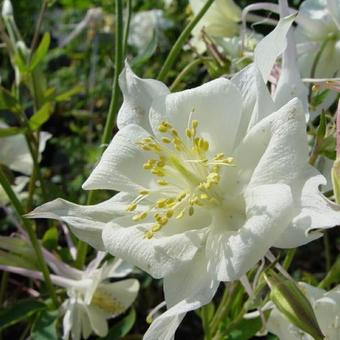 Aquilegia 'Kristall'