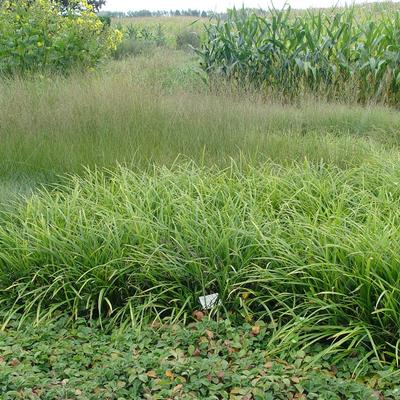 Zegge - Carex morrowii 'JS Mosten'