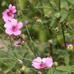 Althaea cannabina - Stokroos (Hennepbladstokroos)