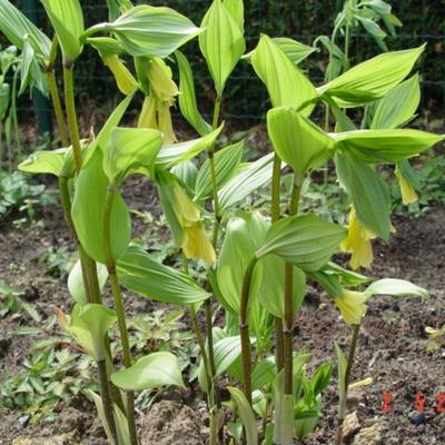 Disporum flavens - Disporum flavens