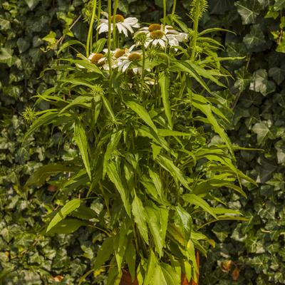 Rode zonnehoed - Echinacea purpurea 'Avalanche'