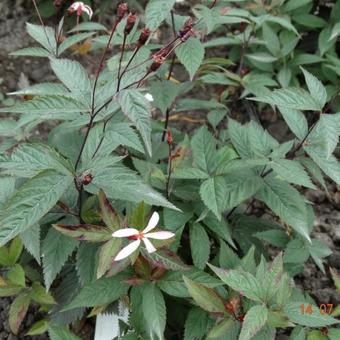 Gillenia trifoliata 'Pink Profusion'