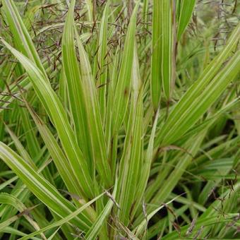 Hakonechloa macra 'Albostriata'