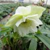 Nieskruid - Helleborus orientalis 'DOUBLE ELLEN White'