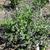 Nepeta grandiflora 'Zinser's Giant'