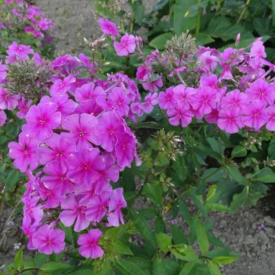 Vlambloem, floks - Phlox amplifolia 'Pink Painting'