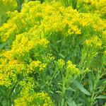 Solidago ohioensis 'Four Seasons' - Guldenroede