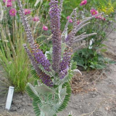 Valse indigo, Bastaardindigo - Amorpha canescens