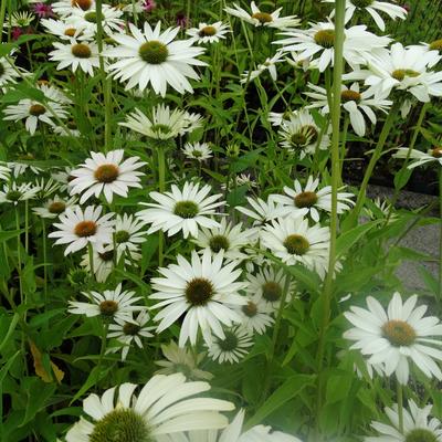 Rode zonnehoed - Echinacea purpurea 'JS White Prairie'