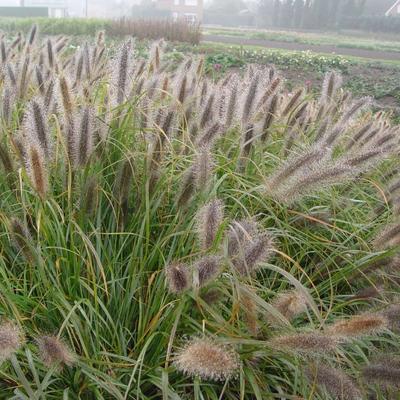 Lampepoetsergras - Pennisetum alopecuroides 'Red Head'