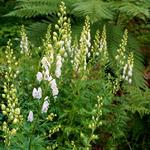 Aconitum napellus 'Album' - Monnikskap - Aconitum napellus 'Album'