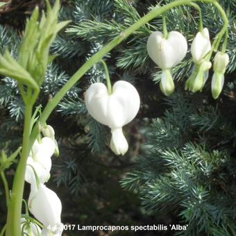 Lamprocapnos spectabilis 'Alba'