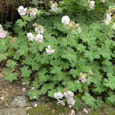 Ooievaarsbek - Geranium x cantabrigiense 'St. Ola'