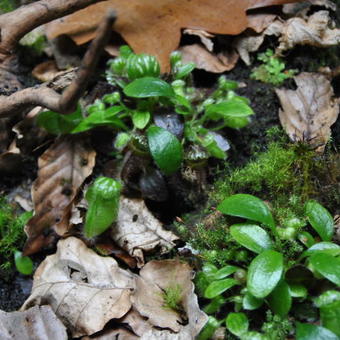 Cephalotus follicularis