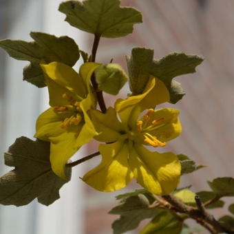 Fremontodendron californicum