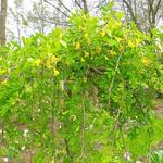 Caragana arborescens 'Pendula' - Erwtenstruik