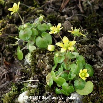 Saxifraga cymbalaria