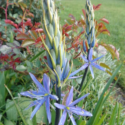 Prairielelie - Camassia leichtlinii 'Caerulea'