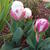 Tulipa 'Ice Cream'