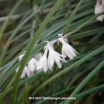 Ophiopogon japonicus