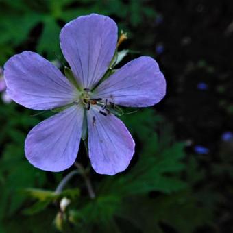 Geranium maculatum 'Chatto'