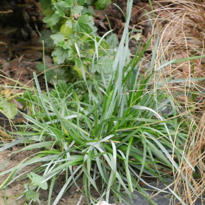 Blauwgras - Sesleria autumnalis