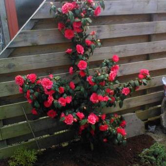 overspringen inhoud actrice Camelia - Camellia japonica | Planten online kopen