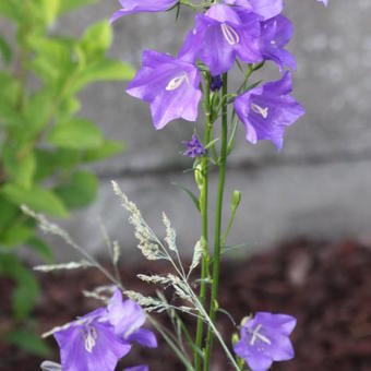 Campanula persicifolia 'Telham Beauty'