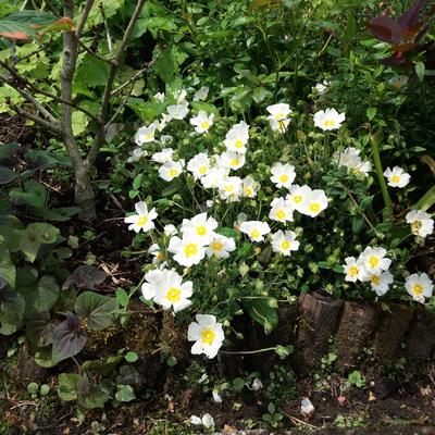 Cistus x obtusifolius - Rotsroos