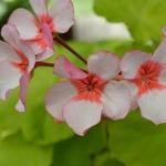 Pelargonium 'Scottow Star' - Geranium