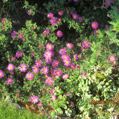 Herfstaster - Aster dumosus  ‘Alice Haslam’