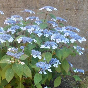 Hydrangea serrata 'Bluebird'